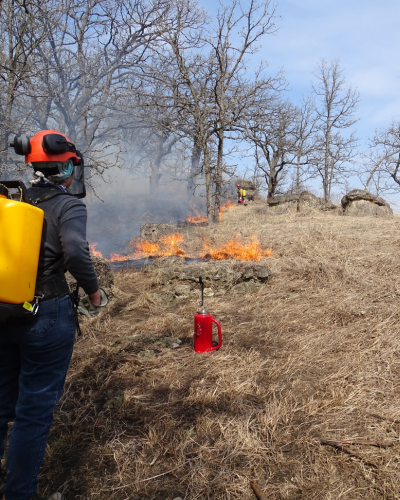 An Alliance staff member in fire protective safety gear sets a fire during a prescribed burn.
