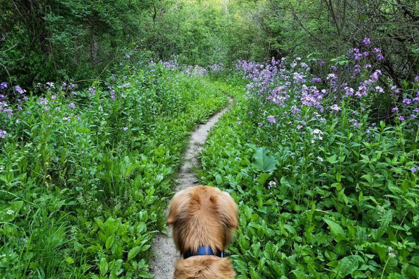 Ice Age Trail Alliance, Whitewater Segment, Dog Ice Age National Scenic Trail,