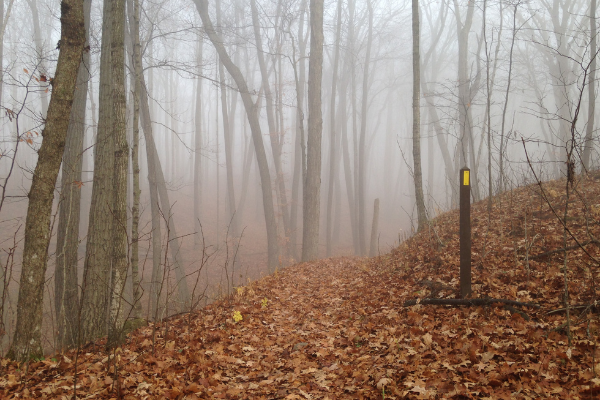 Ice Age National Scenic Trail, Ice Age Trail Alliance, Thousand-Miler Journal, Greenbush Segment, Fon du Lac County, Fall, Fog, Yellow Blaze