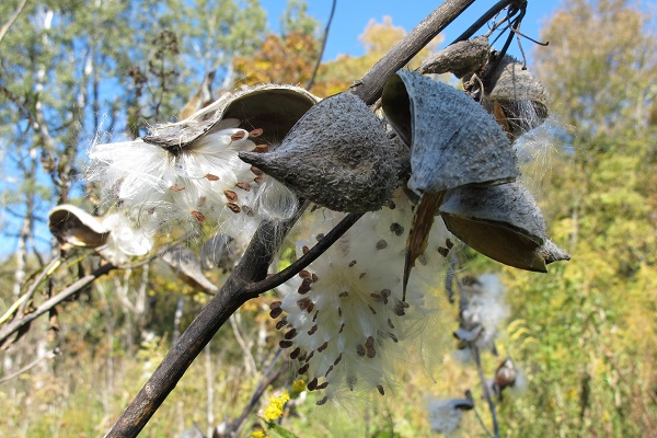 Ice Age Trail Alliance, Ice Age National Scenic Trail, milkweed, restored prairie, land management