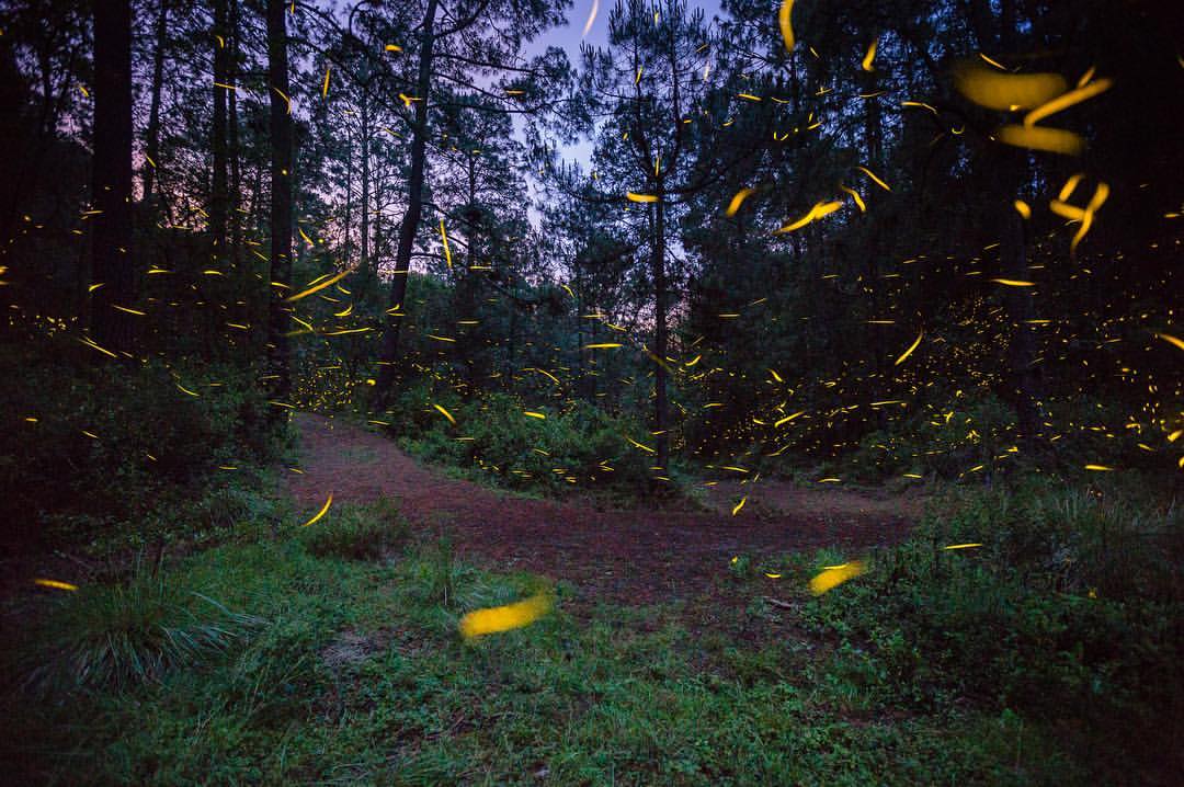 Fireflies along a wooded trail