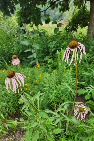 A pale purple coneflower in a garden.