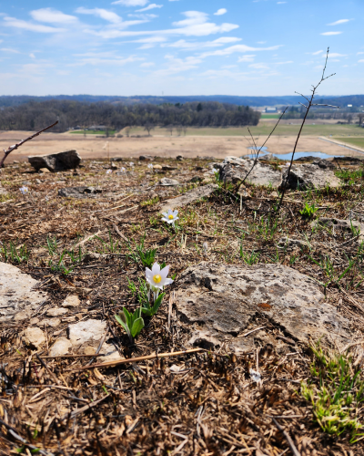 The Cross Plains Segment now crosses through Mammoth’s Back Preserve: a site of spectacular habitat restoration in progress. Photo by Steve Pence.