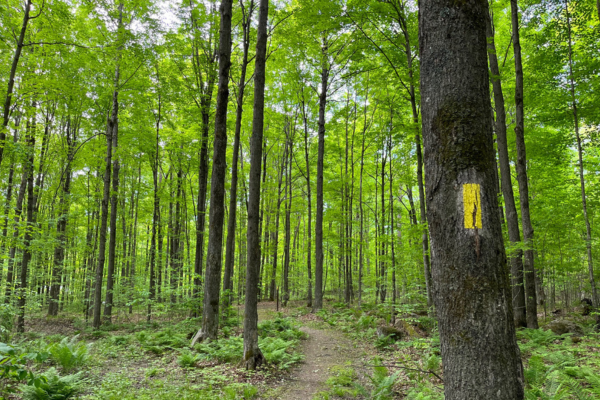 A tree trunk with a painted yellow blaze in a green forest.