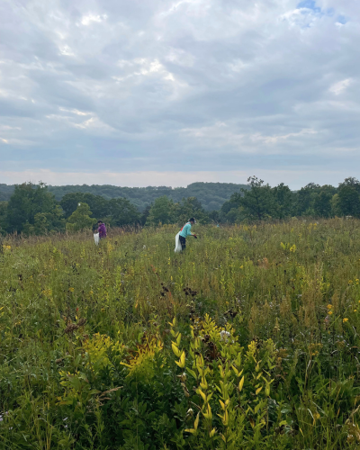 Volunteers collect native seed during a Habitat Improvement and Outreach event. Photo by Amy Lord.