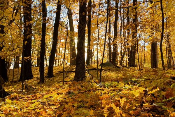 West Bend Segment in Autumn - Ice Age Trail Alliance