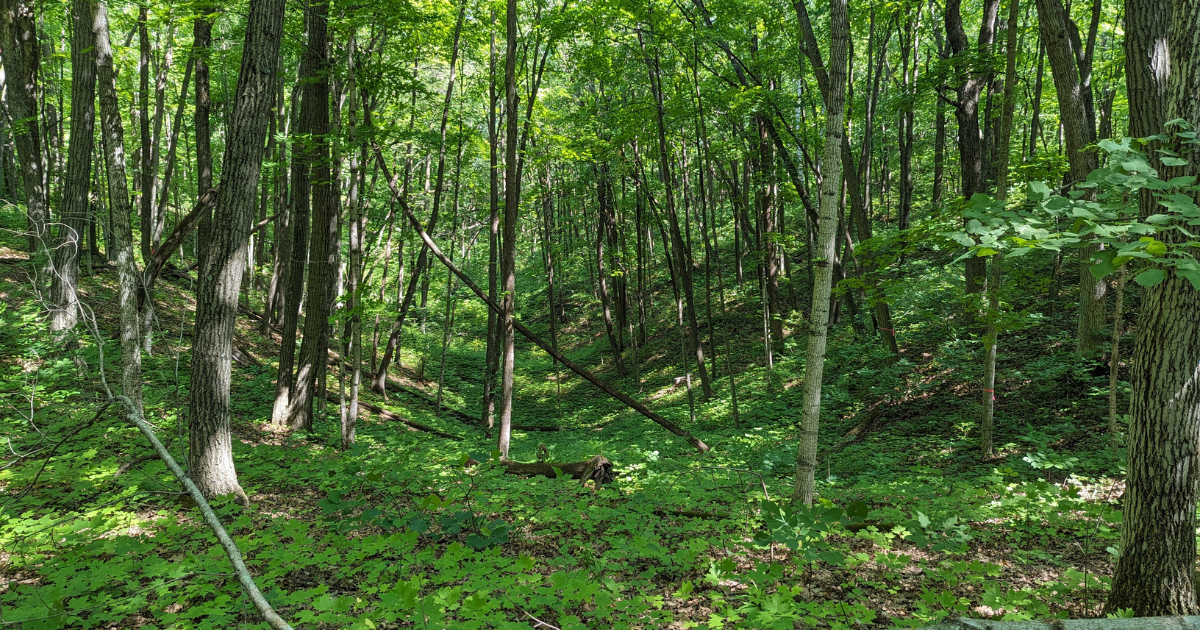 Ice Age Trail Alliance, Ice Age National Scenic Trail, Ice Age Trail, Ice Age Trail Crew, Greenbush Segment