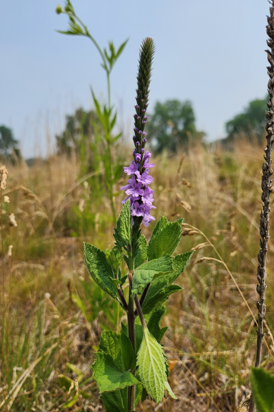 A Hoary Vervain in a prairie.