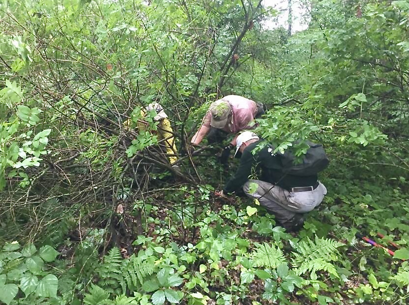 Three volunteers are swallowed up by the dense brush that is being cleared.