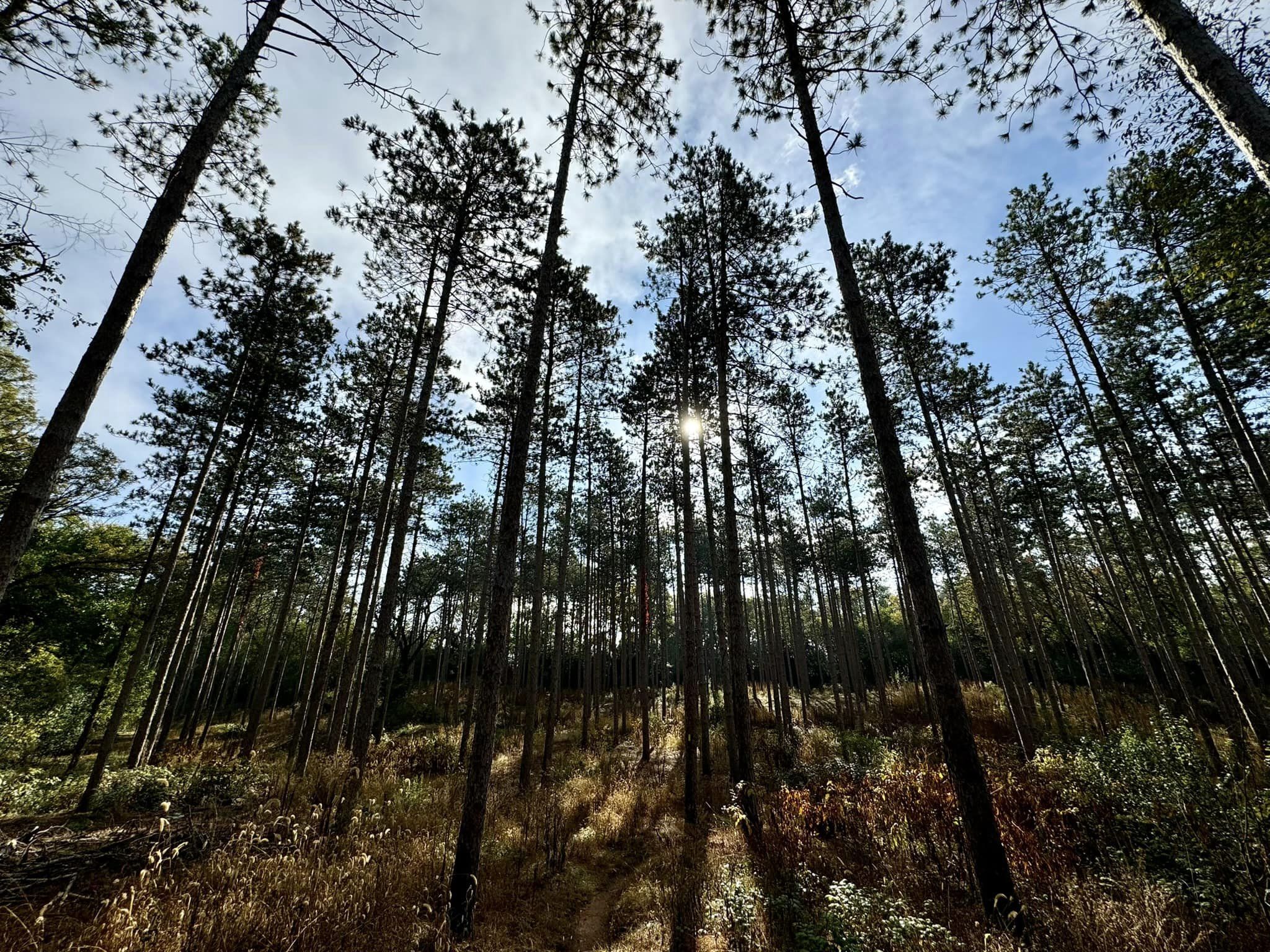 The sun pokes through a stand of pine trees on the Blue Spring Lake Segment.