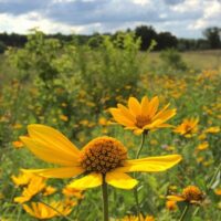 Brian.Bednarek-Lapham Peak Segment-Waukesha County-Lapham Peak Prairie Flowers-summer 2019 - 600X400