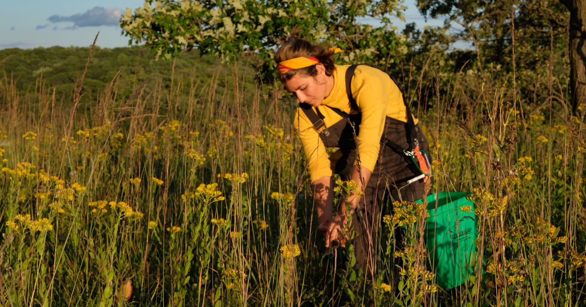 A young woman weeds in a prairie during a summer evening.