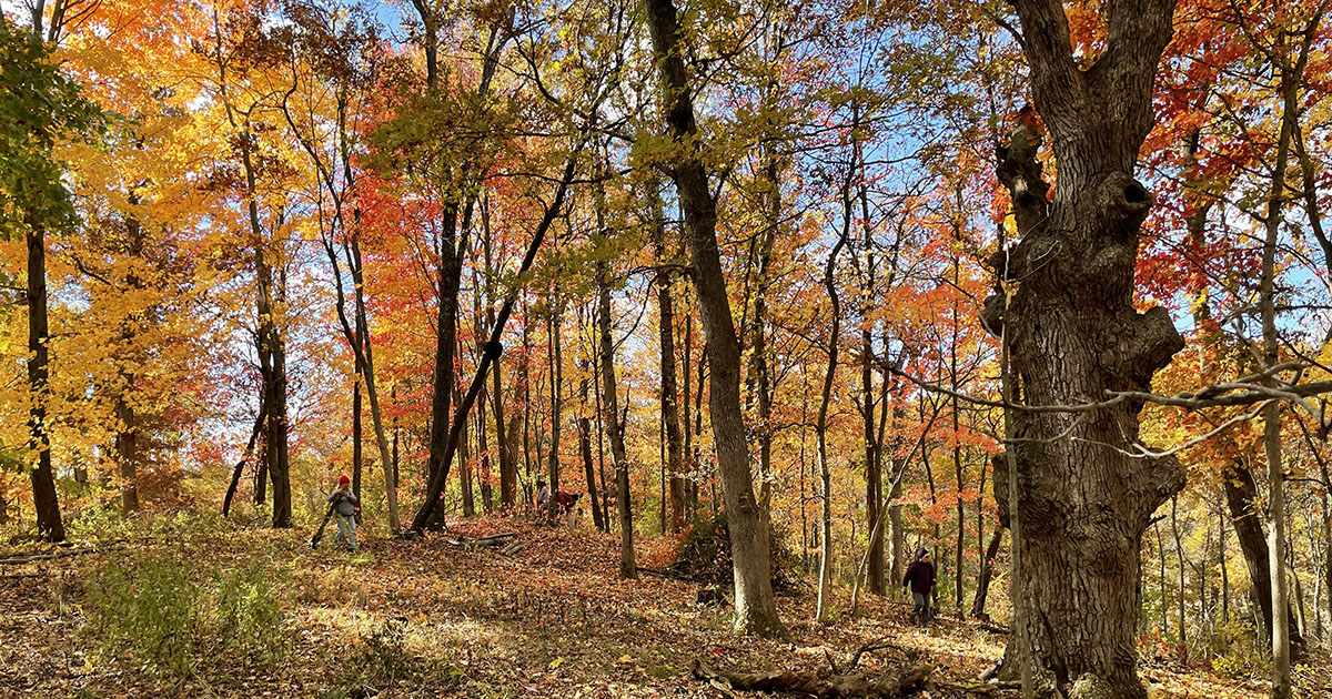 Ice Age Trail Alliance, Ice Age National Scenic Trail, Dane County Chapter, Fall Workday