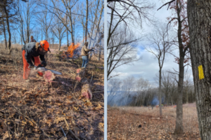 Left: a person chainsaws a done tree while a fire burns in the background. Right: A tree with a painted yellow blaze stands in the forefront of a habitat improvement event.