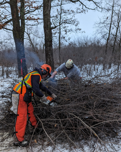 A sawyer in protective gear cuts a large stick in a brush pile with a chainsaw.