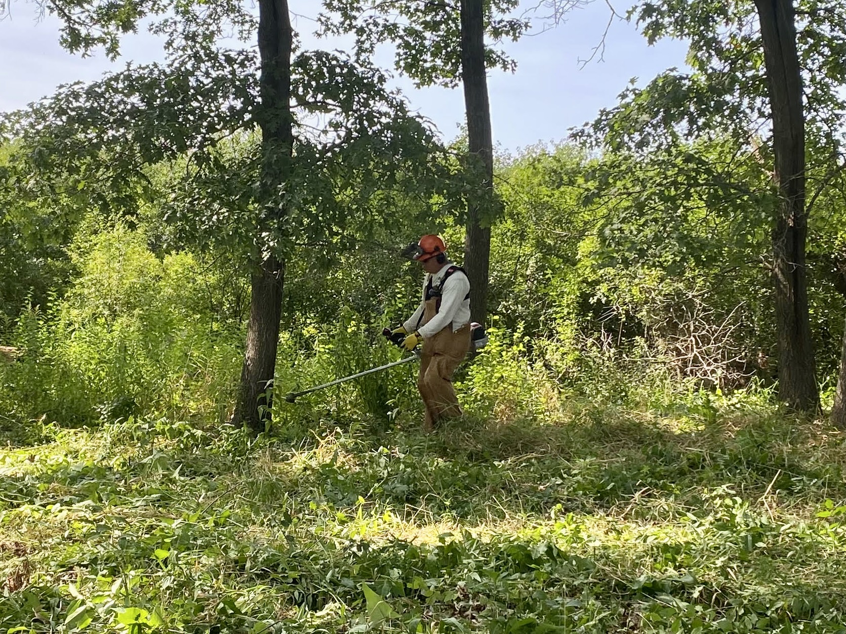 A volunteer trims back invasive plants to restore the habitat at the Hartland Marsh.