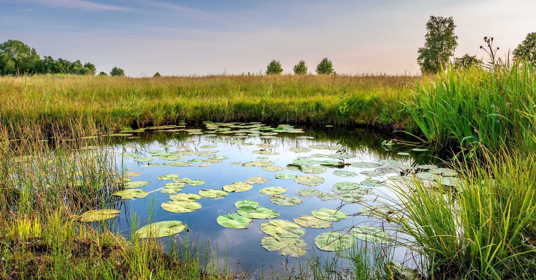 Hartland Marsh during the golden hour