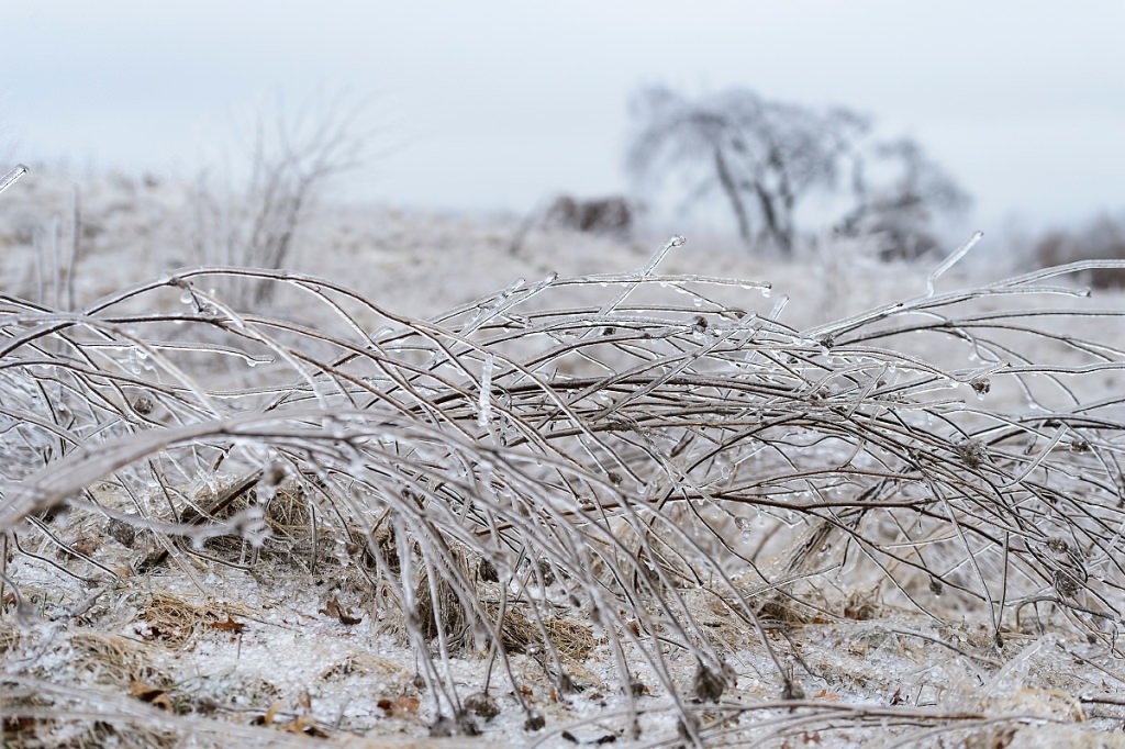 Prairie plants coated and weighed down by ice