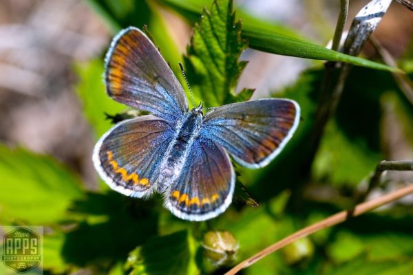 Ice Age Trail Alliance, Ice Age National Scenic Trail, land management, Karner blue butterfly