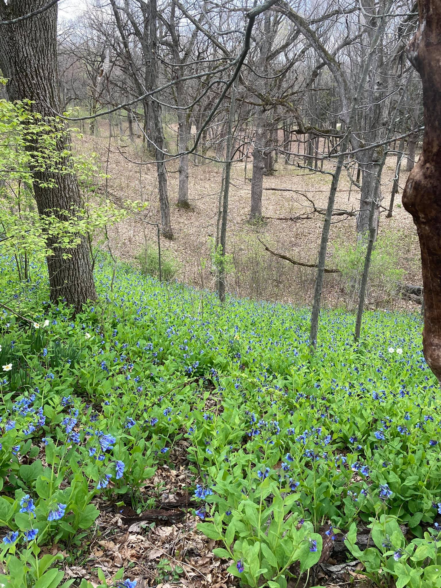 Bluebells along a steep woodland slope along the connector trail at Lapham.