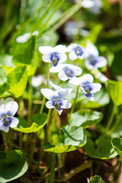 White and blue spring flowers bloom among green flora.