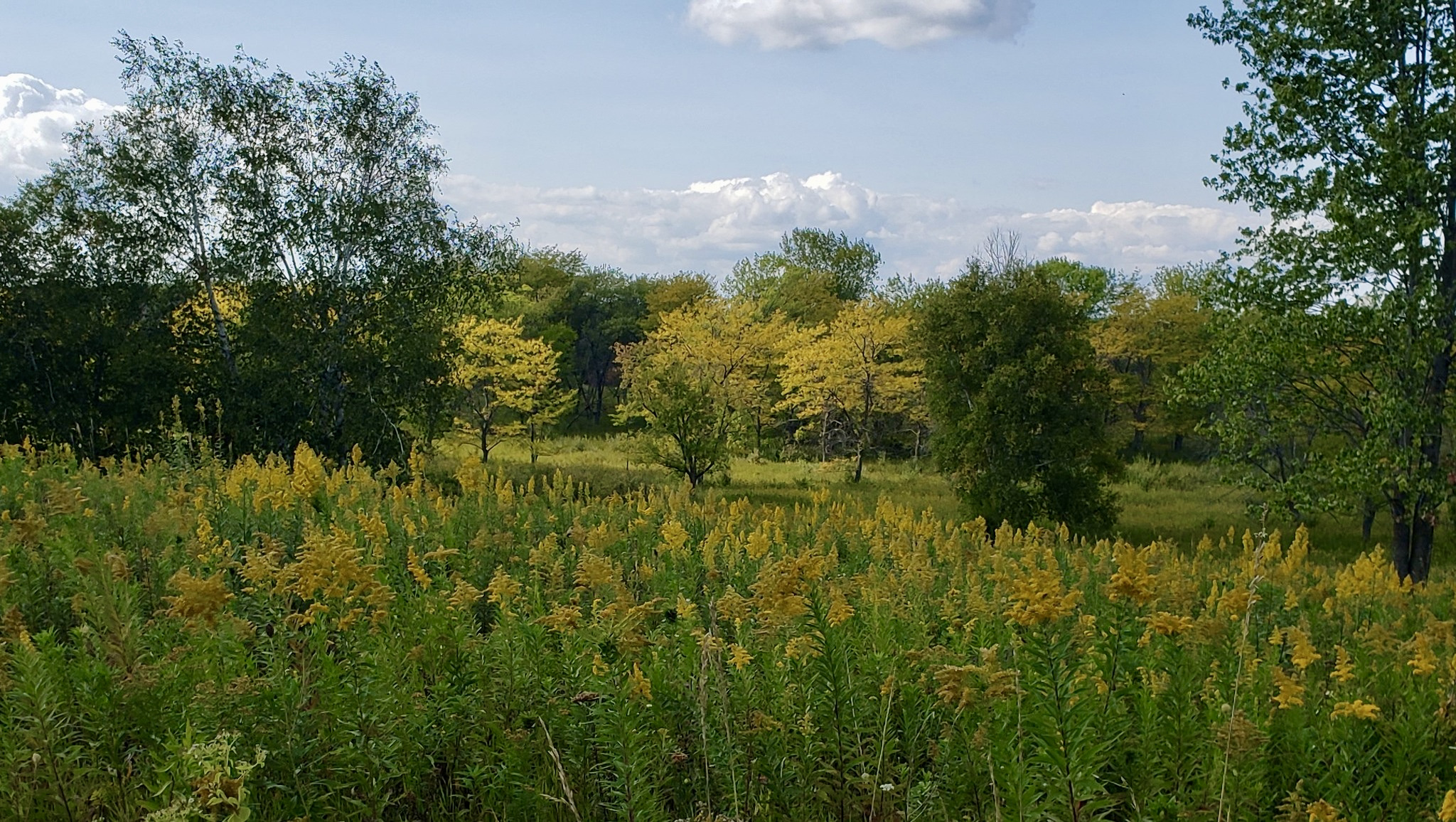 This photo from the Loew Lake Segment highlights the beautiful goldenrod wildflowers and the changing colors of the trees.