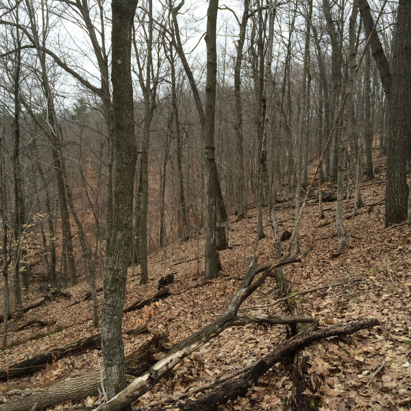 The recently protected 60 acres, located in the Town of Schleswig, will permanently protect more than ¾ mile of future Ice Age Trail in Manitowoc County. Photo by Kevin Thusius.