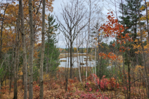 A scenic shot of trees with fall colors overlook a lake in the distance.