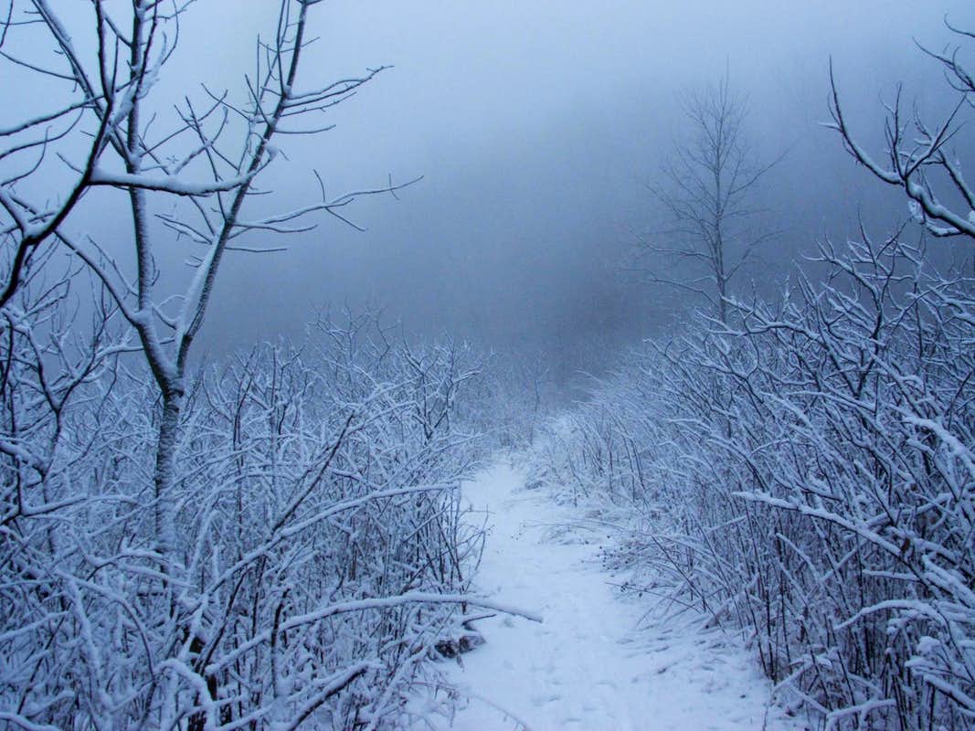 Foggy day with a snow covered trail