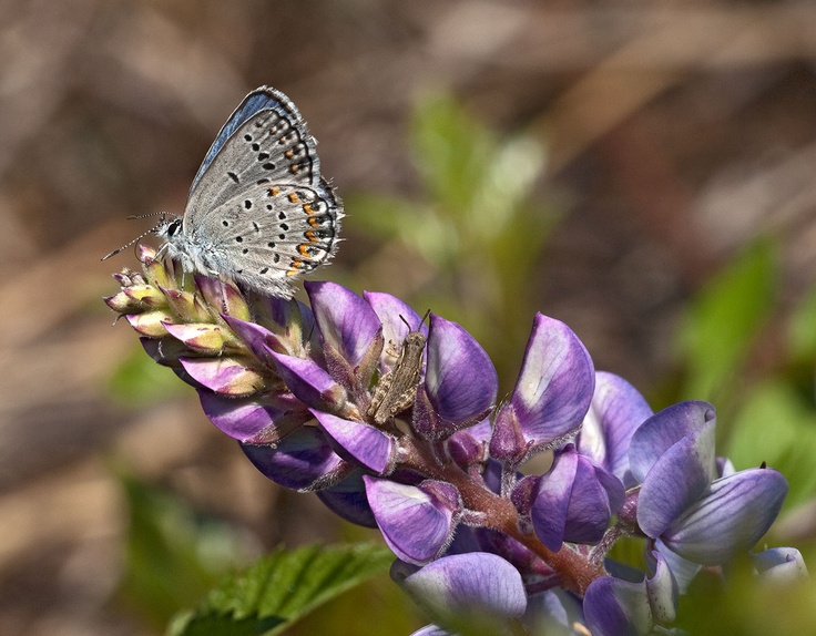 Ice Age Trail Alliance, Ice Age National Scenic Trail, Karner Blue Butterfly, Lupine