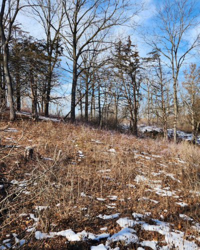 The understory of prairie area full of brush and trees.