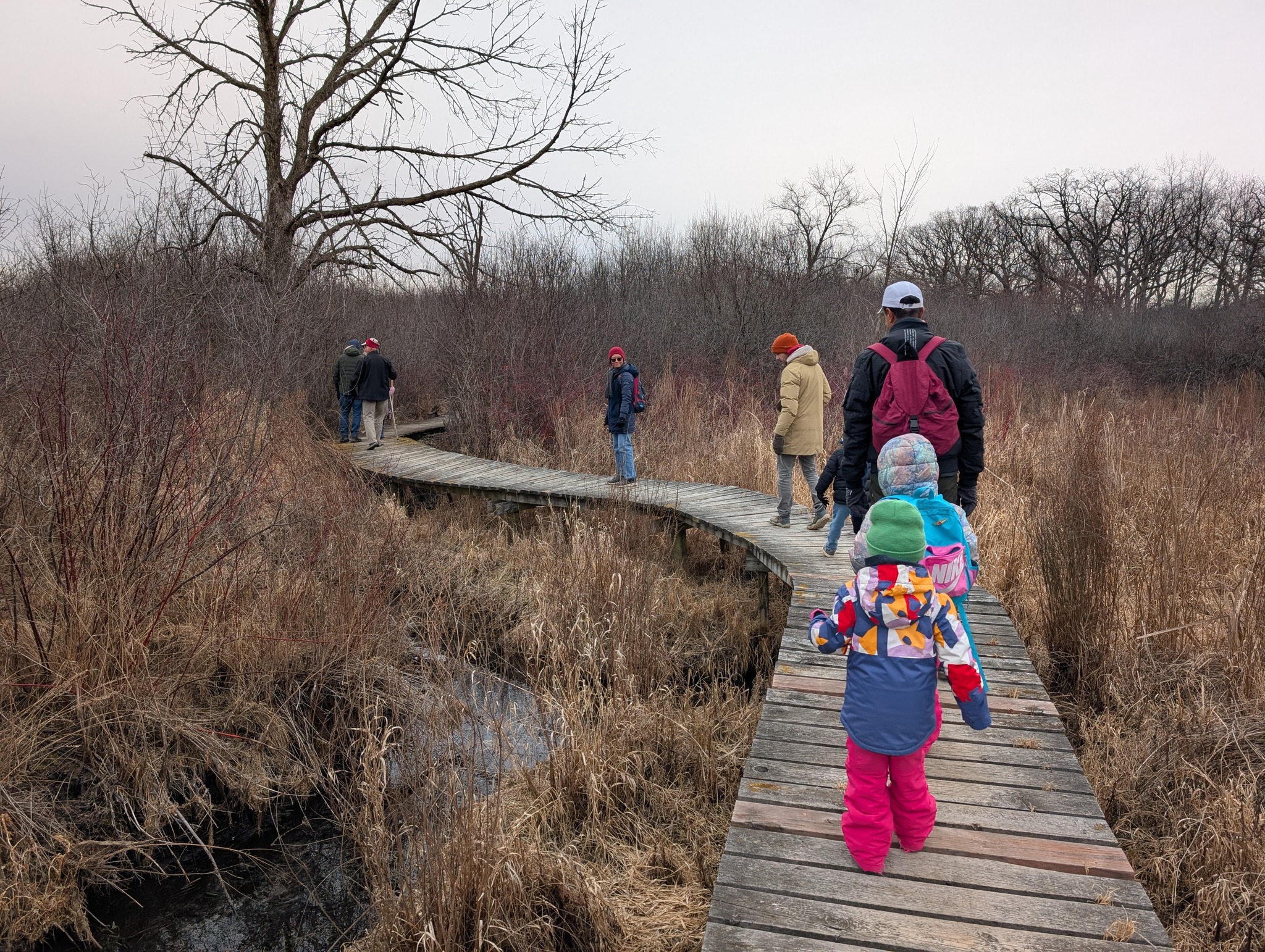 Tyke hike along the boardwalk at Hartland Marsh