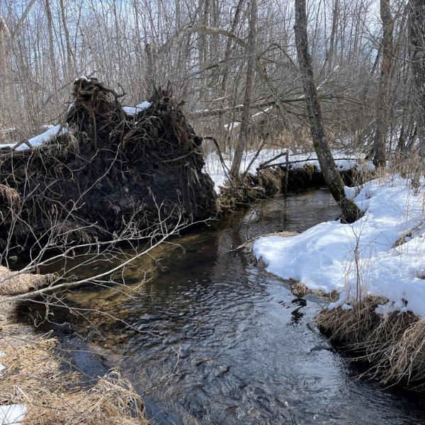 Hikers especially will enjoy this property’s varied terrain: wetlands, mixed hardwood forest, and rolling glacial topography. Photo by Kevin Thusius.