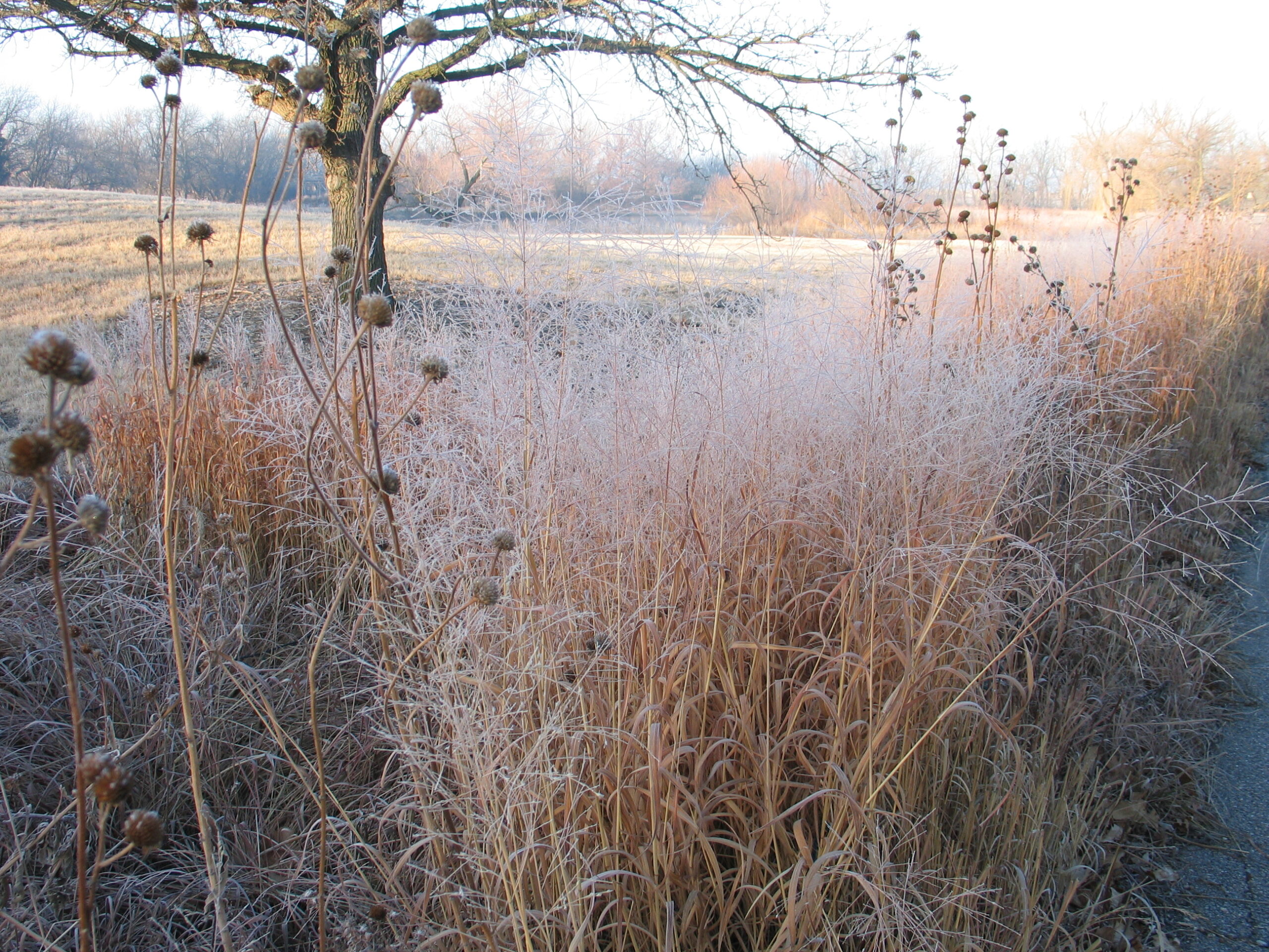 Beautiful look at prairie plants in winter withiut snow