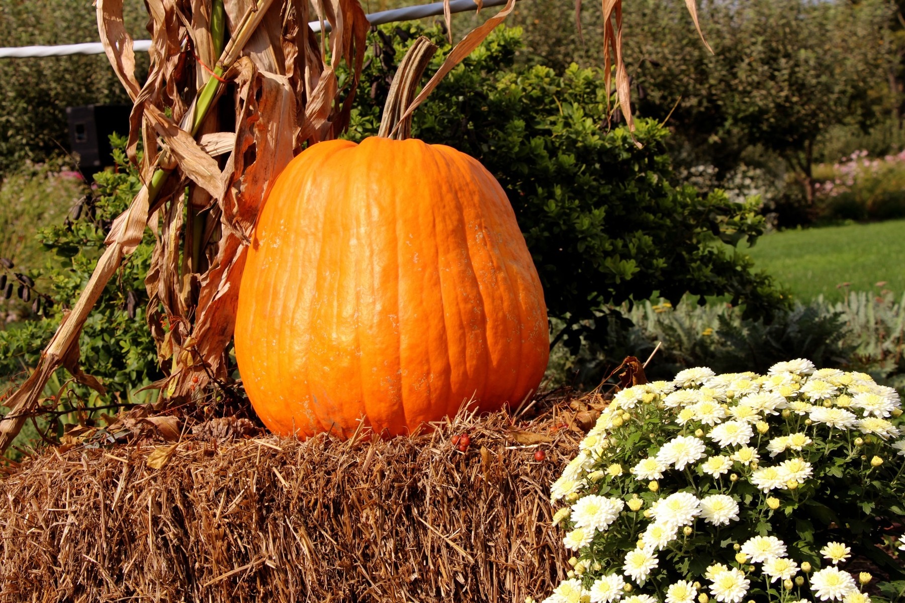 Pumpkin on hay bales with chrysanthamums